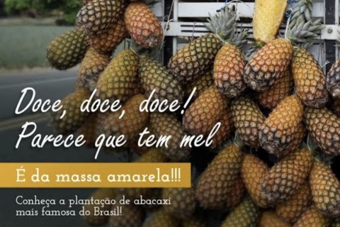 Marataízes Reafirma Título de “Terra do Abacaxi” e promete Safra de Qualidade Superior este ano