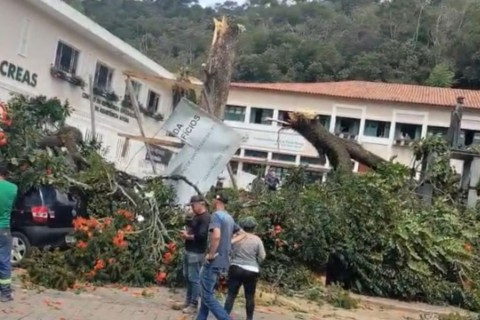 Árvore cinquentenária parte ao meio e esmaga carro em frente à Prefeitura de Santa Teresa