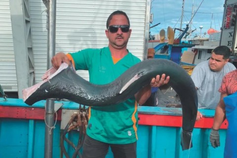 Pescadores querem licença para pegar mais tubarões