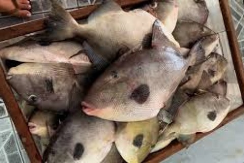 Pesca do Peroá Entra em Reta Final Antes de Proibição em Itapemirim e Marataízes