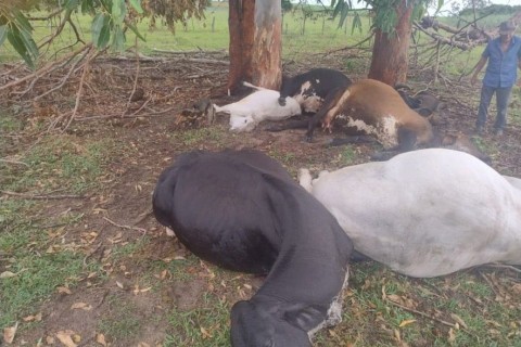 Raio mata oito animais e causa prejuízo de R$ 45 mil na zona rural de Presidente Kennedy